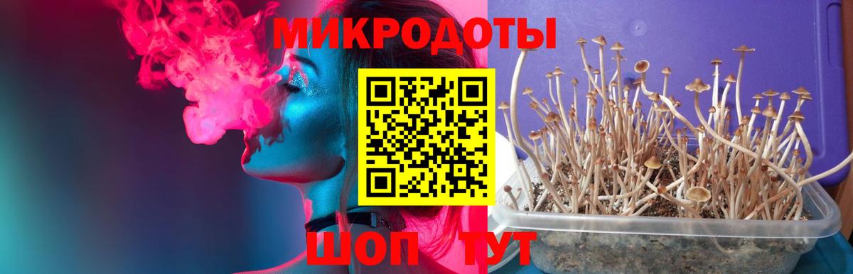 Псилоцибиновые грибы прущие грибы Дубна